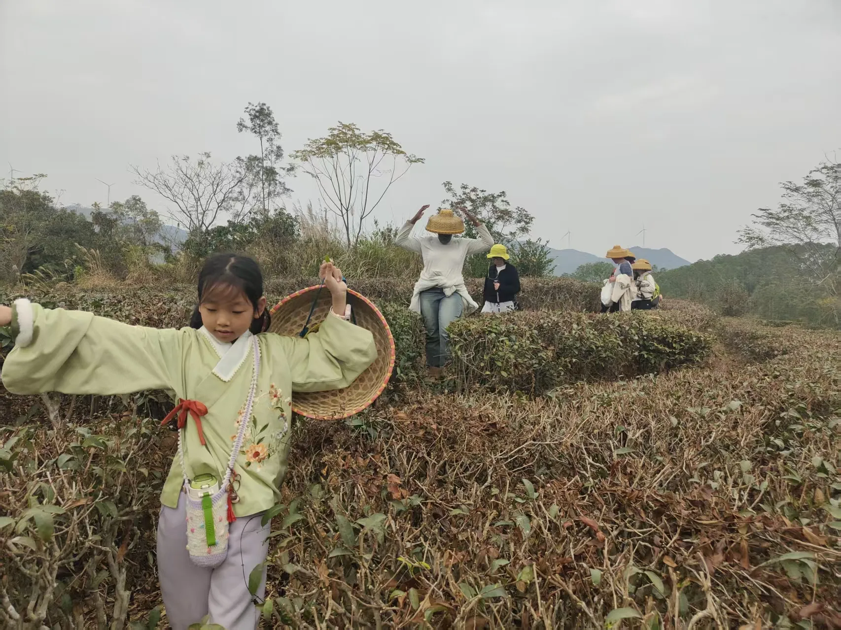 tea-picking experience1